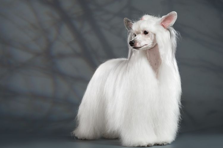 Chinese Crested