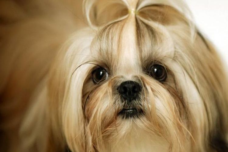 Shih Tzu