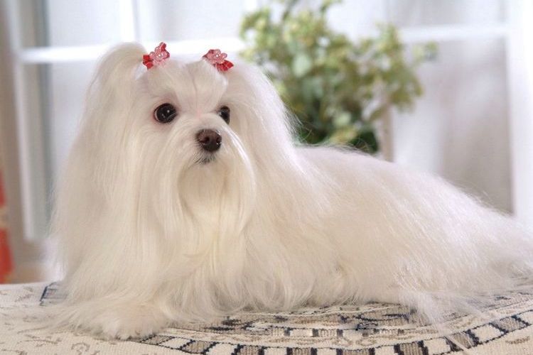 Bichón maltés