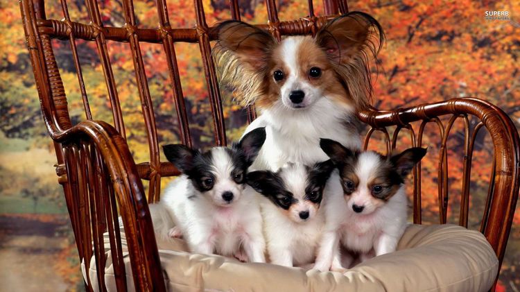 Papillon