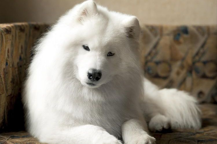 Samoyedo