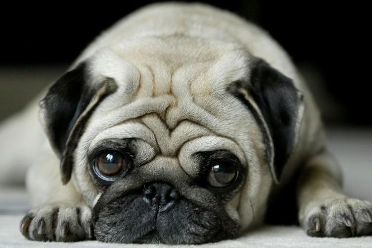 Pug
