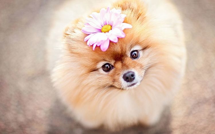 Pomerania