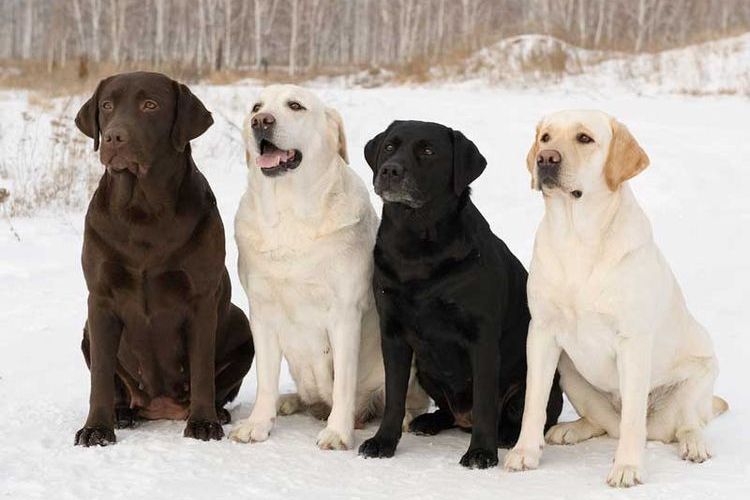 Labradores retriever