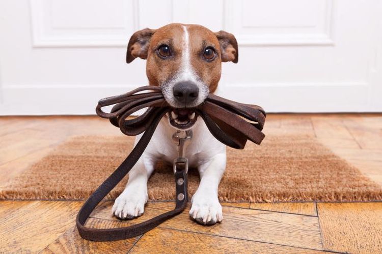 Jack Russell terrier