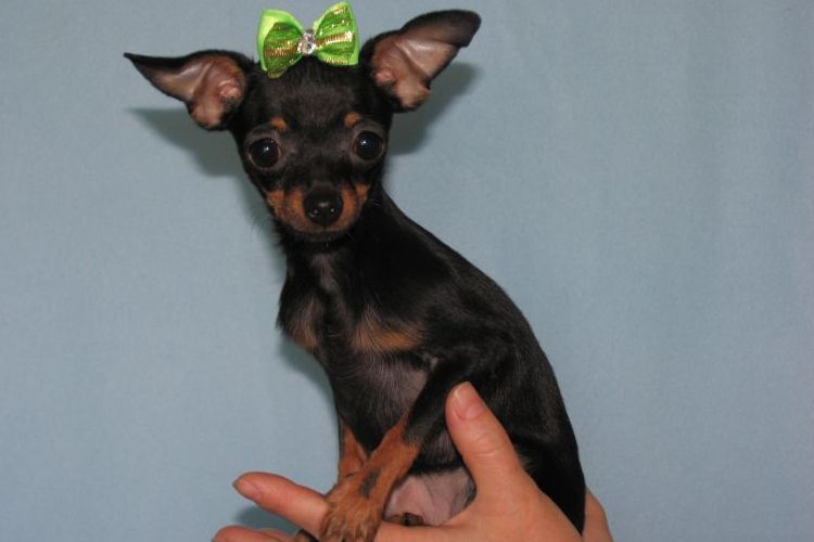 Toy terrier