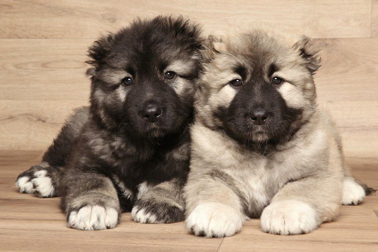 Cachorros de pastor caucásico