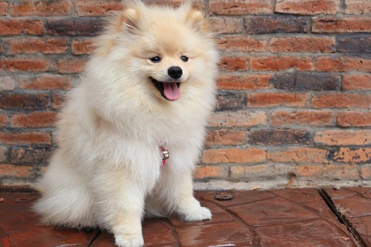 Pomerania