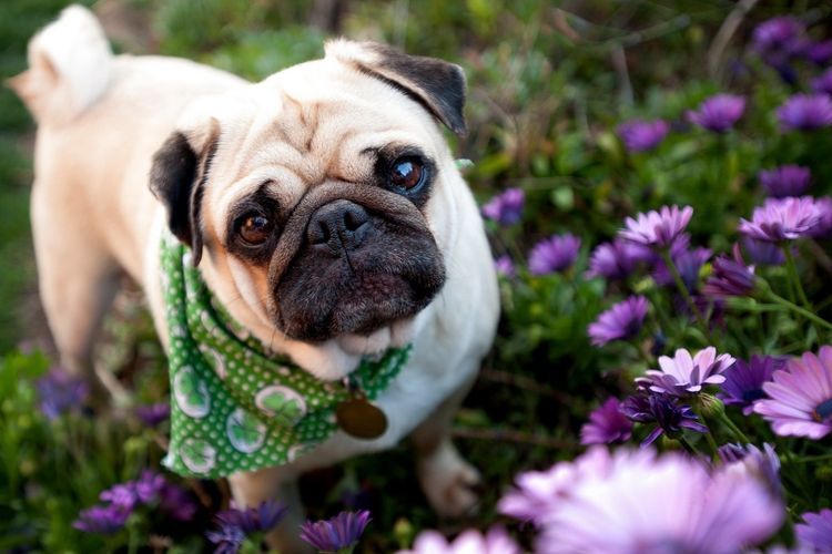 Pug