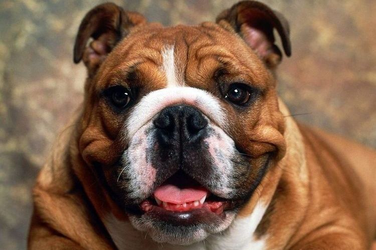 Bulldog Inglés