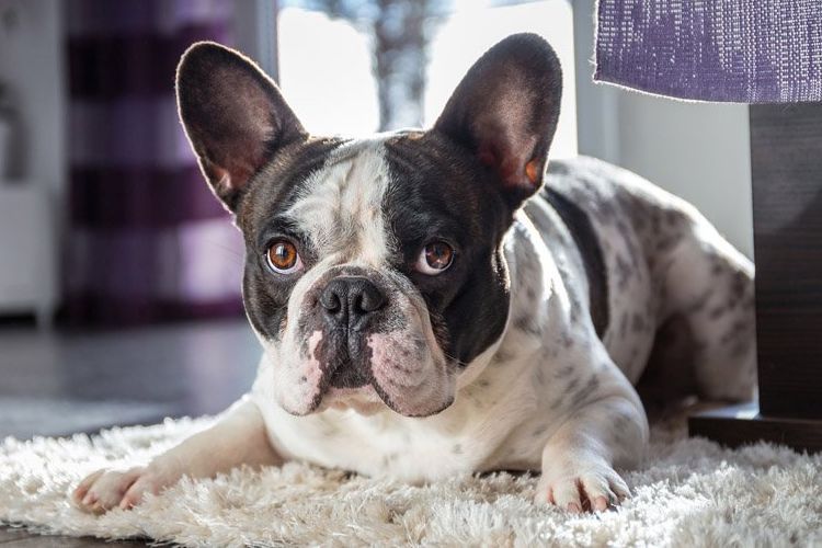 Bulldog francés