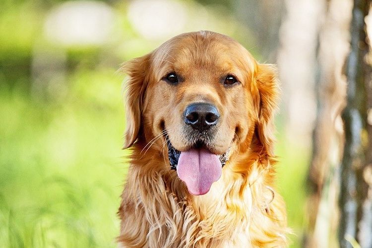Golden retriever