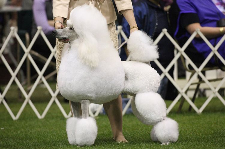 Caniche