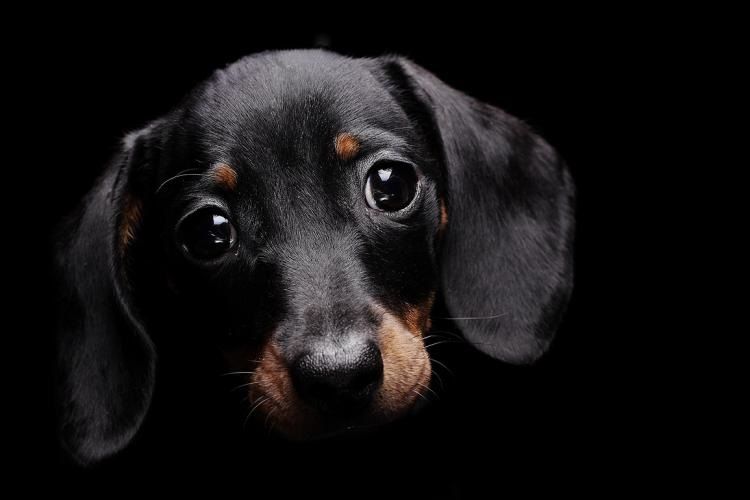 Perro salchicha