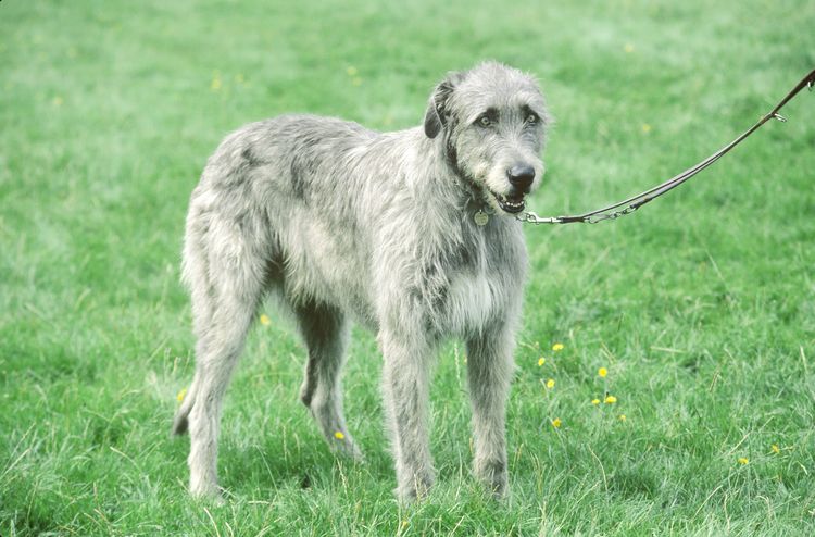 Staghound