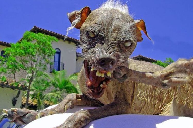 Perro sin pelo peruano Sam