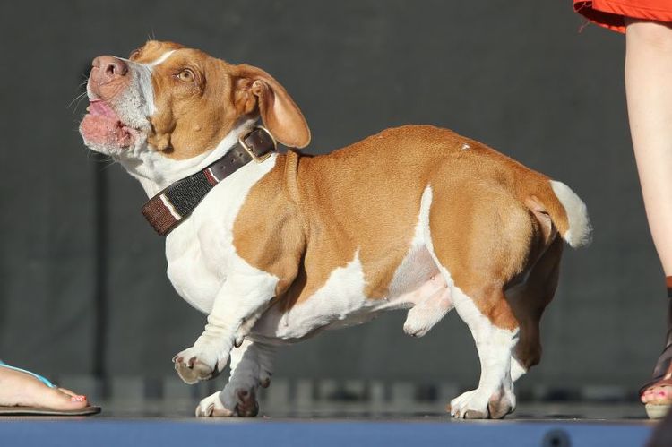 El perro feo Wally