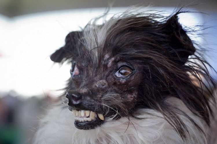 El perro feo Pinat