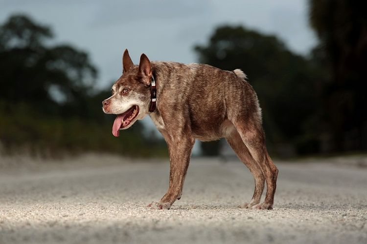 El perro feo Quasimodo