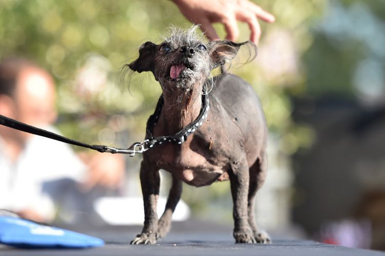 El perro feo Swee Pee