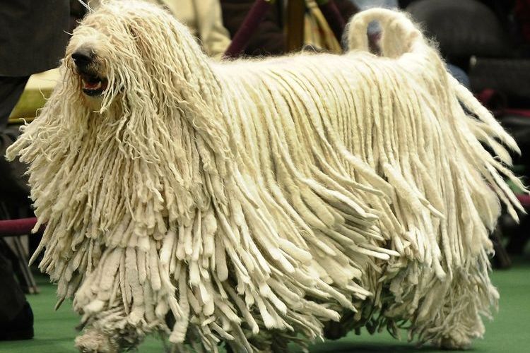 Puli