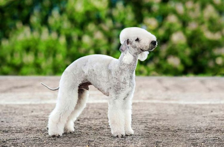 Bedlington terrier