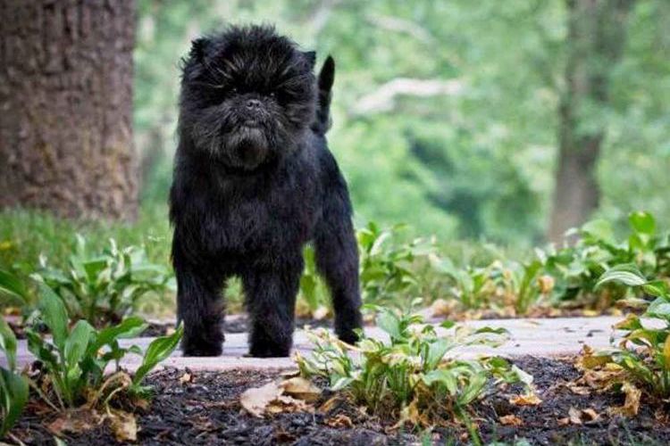 Affenpinscher