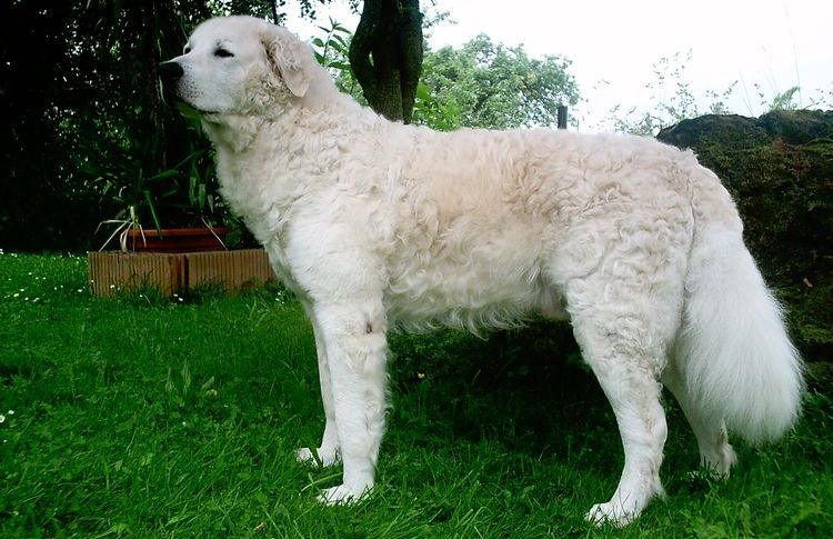 Kuvasz húngaro