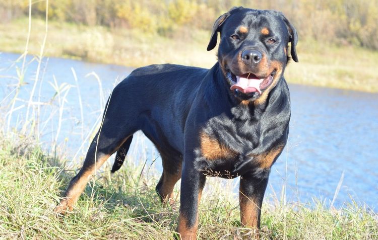 Rottweiler