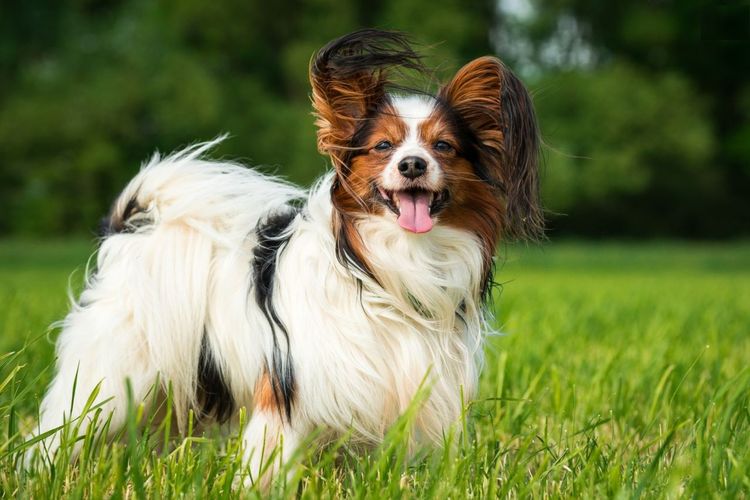 14. Papillon