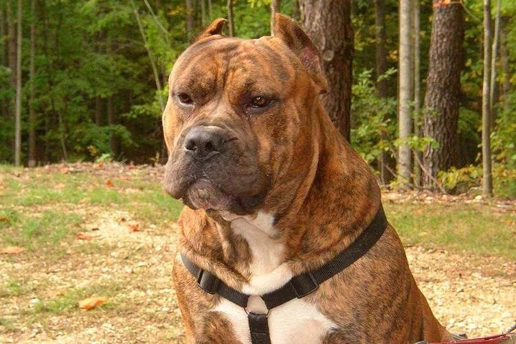Dogo canario