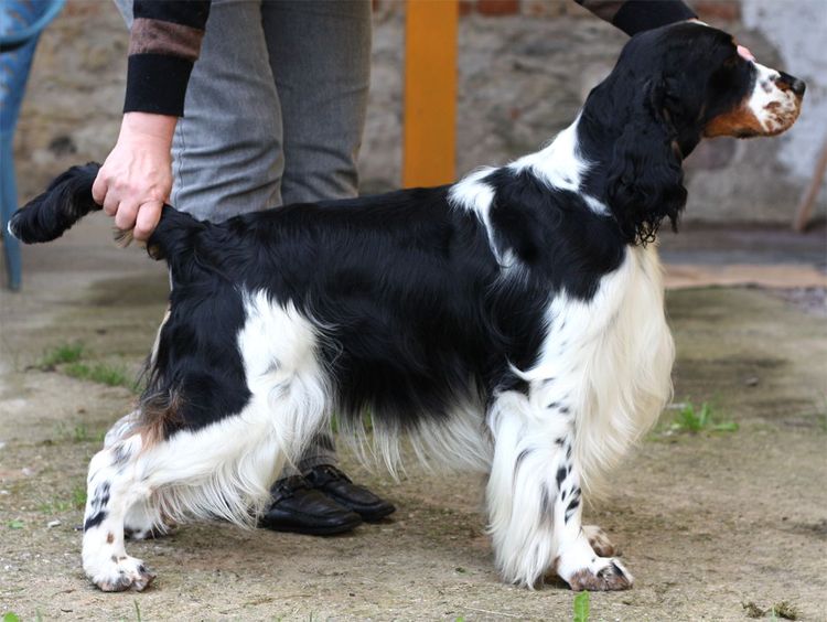 Springer Spaniel