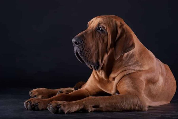 Fila brasileiro