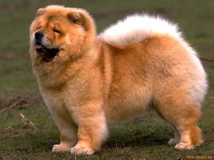Chow chow