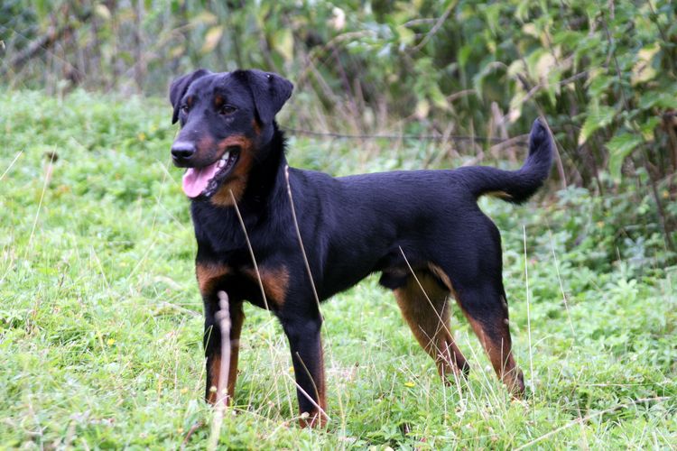 Jagdterrier