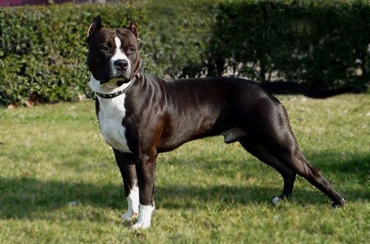 American Staffordshire Terrier