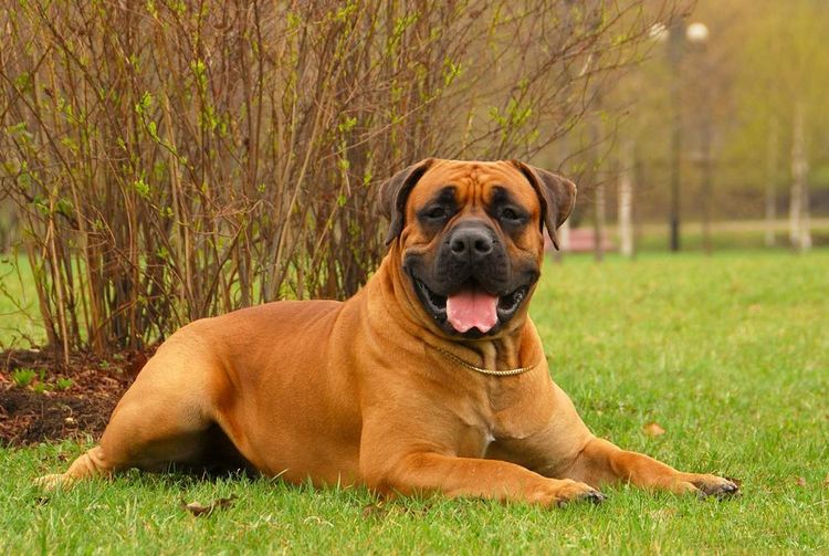 Boerboel sudafricano