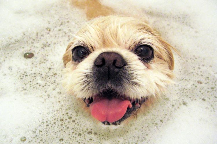 Perro en la bañera