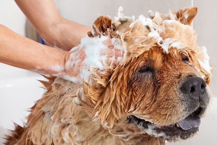Baño del perro