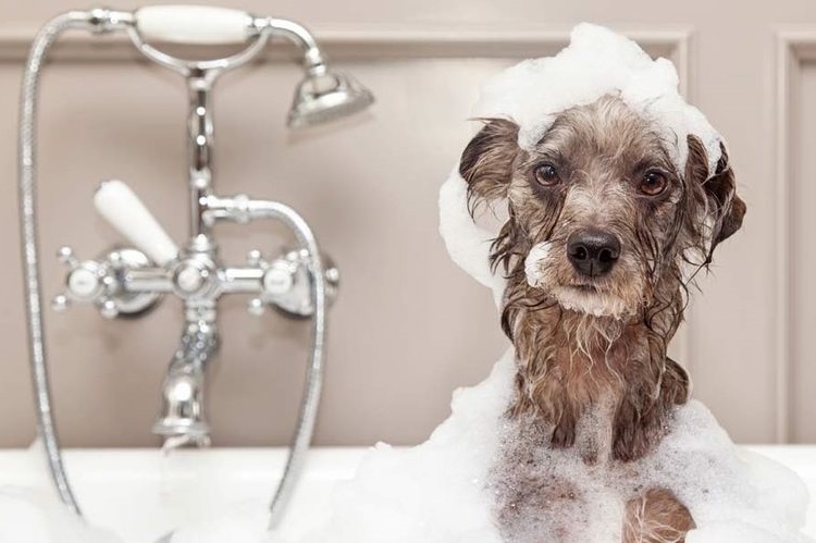 Perro en espuma de jabón