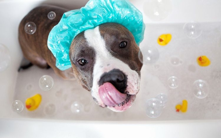 Perro con gorro de ducha