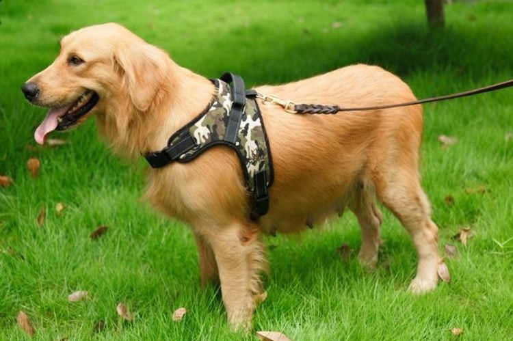 Perro con arnés