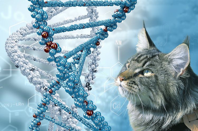 El gato y la cadena cromosómica