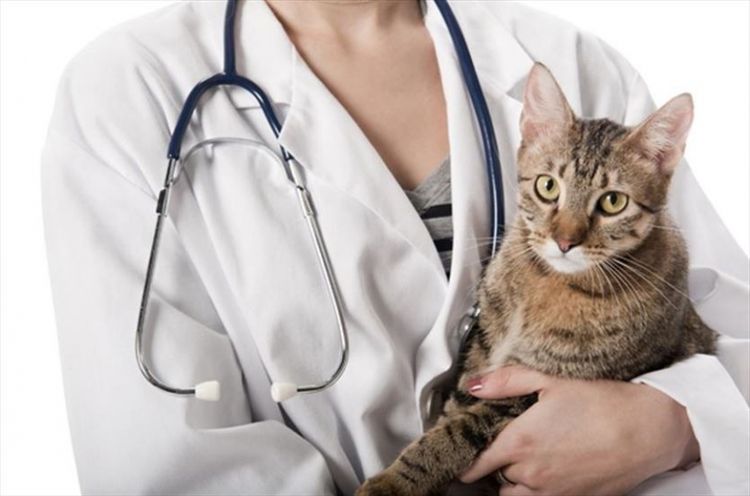 Gata en brazos del veterinario