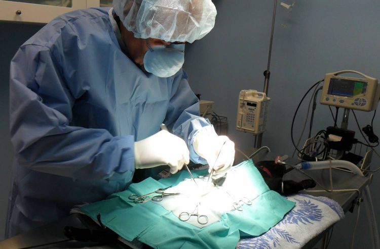 El médico opera a la gata