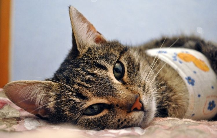 La gata después de la esterilización