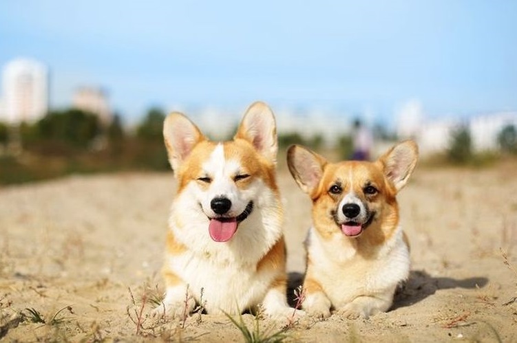 Corgi galés en la playa