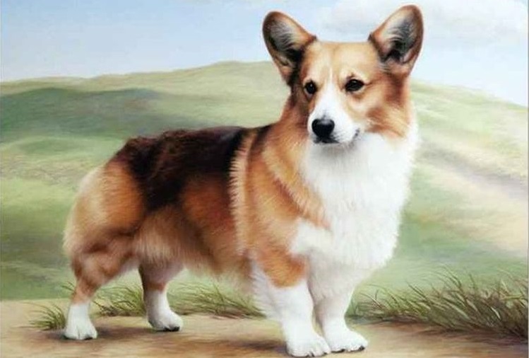 Corgi galés