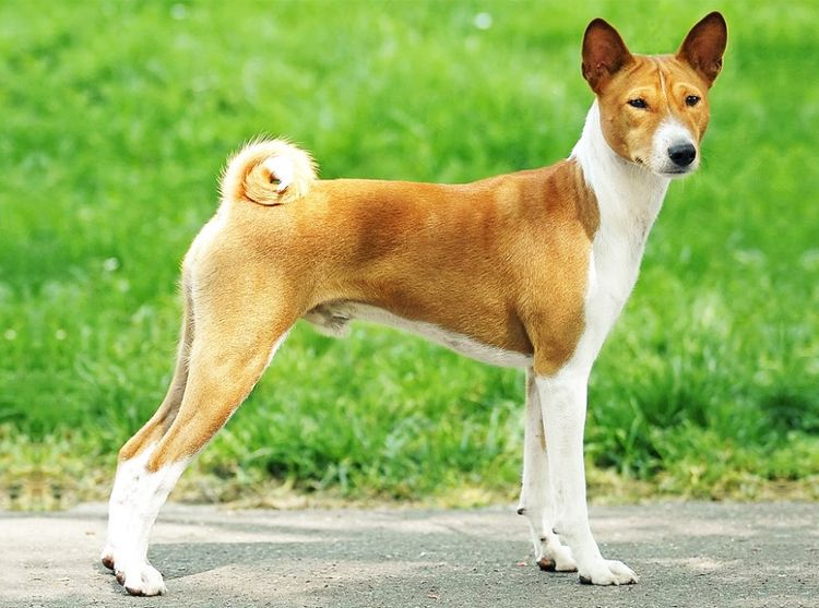 Raza Basenji