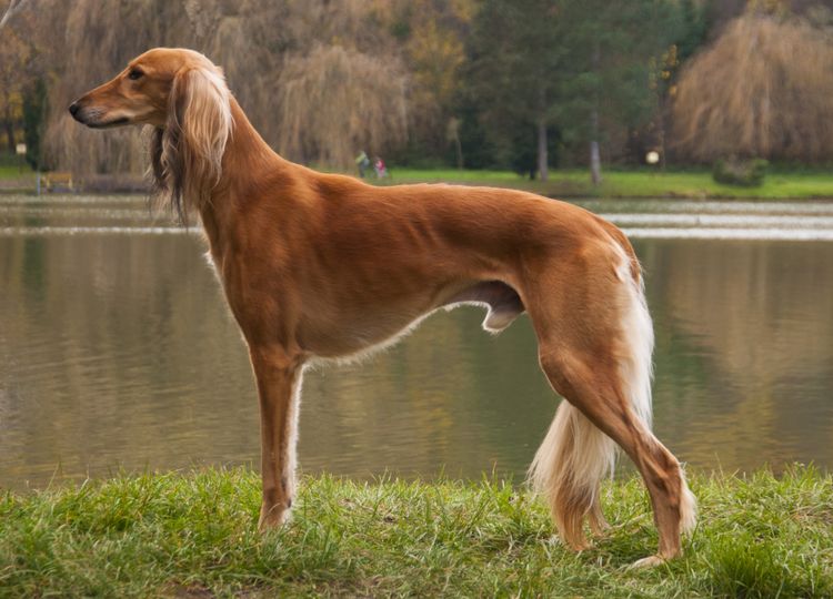 Saluki